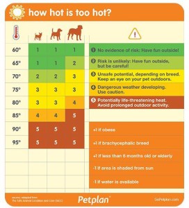 Pets and the Rising Heat!